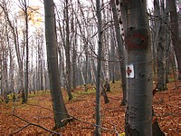 Fájl:20081105 052 Lonci ret Regi turajelzes 1051 .jpg